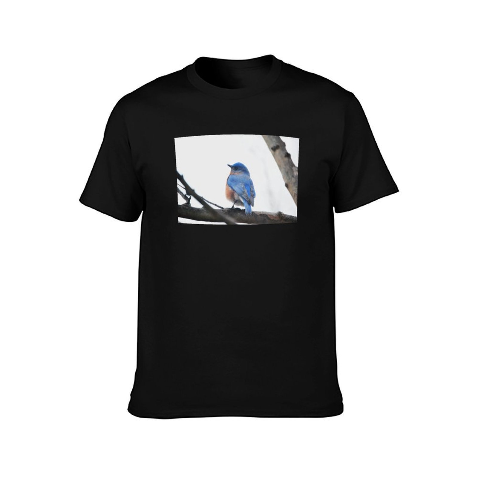 남성용 Eastern Bluebird 자연 사진 티셔츠 - Photography Training 리뷰 및 가격